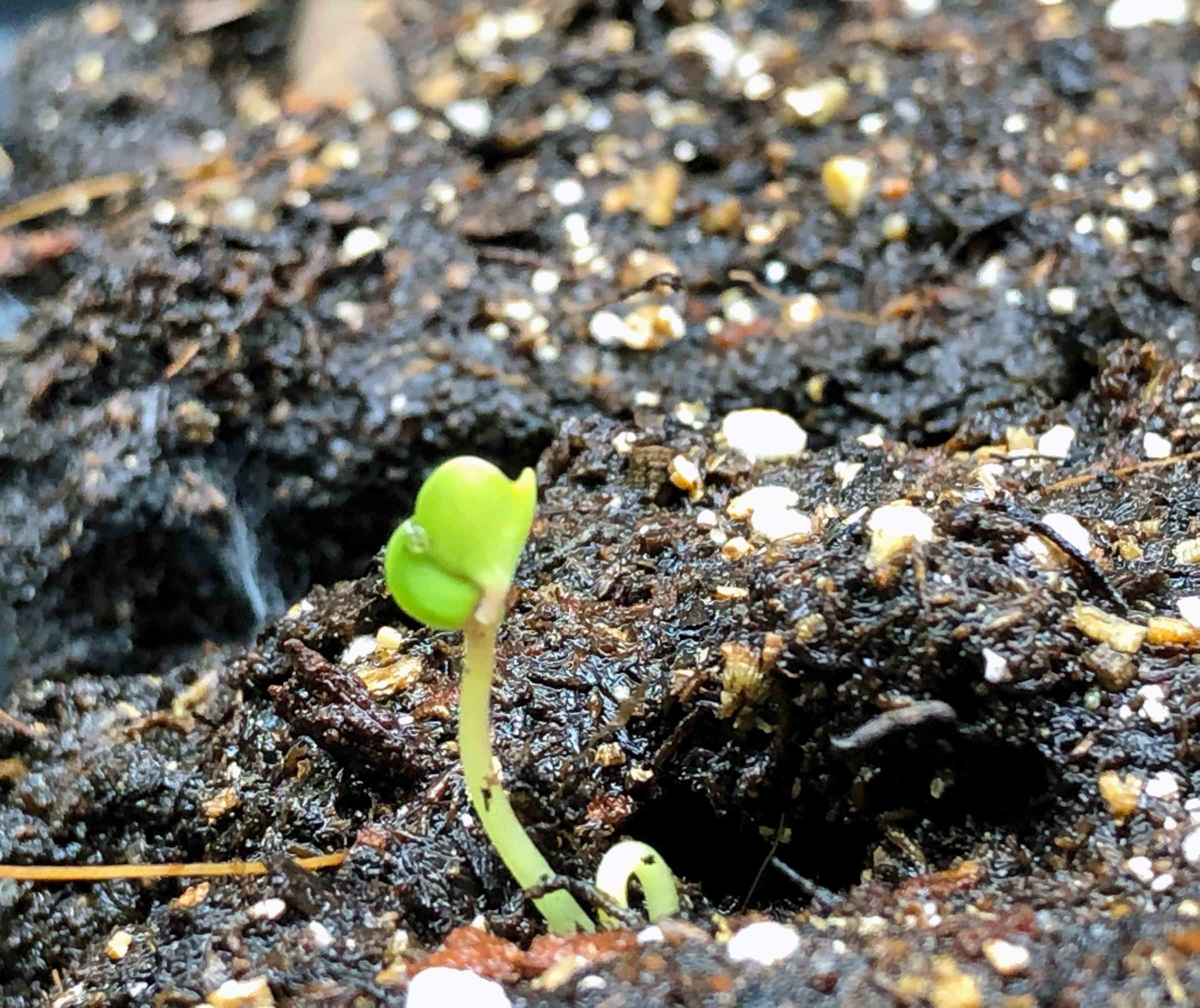 The Complete Guide To Starting Seeds Indoors - Gardening4Joy