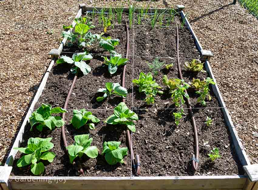 Creating And Maintaining An Organic Vegetable Garden – Part One ...