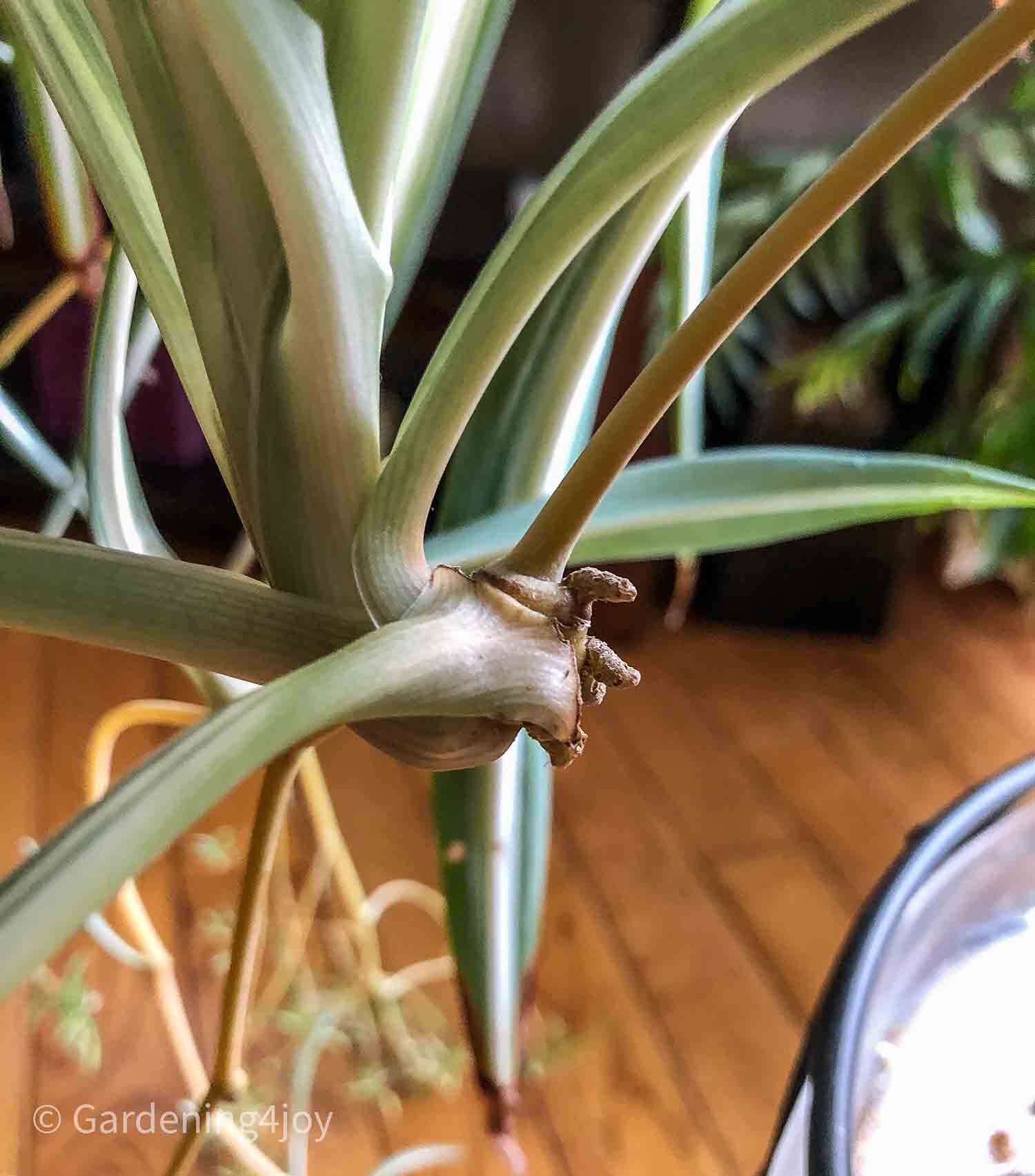 The Ultimate Spider Plant Care Guide Ames Farm Center