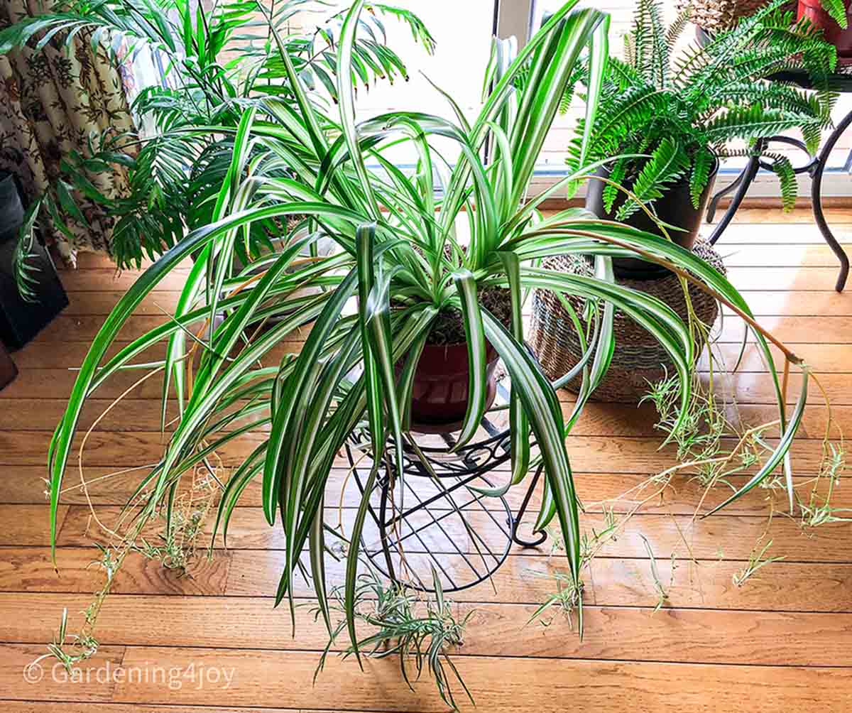 The Complete Guide To Caring For Spider Plants - Gardening4Joy