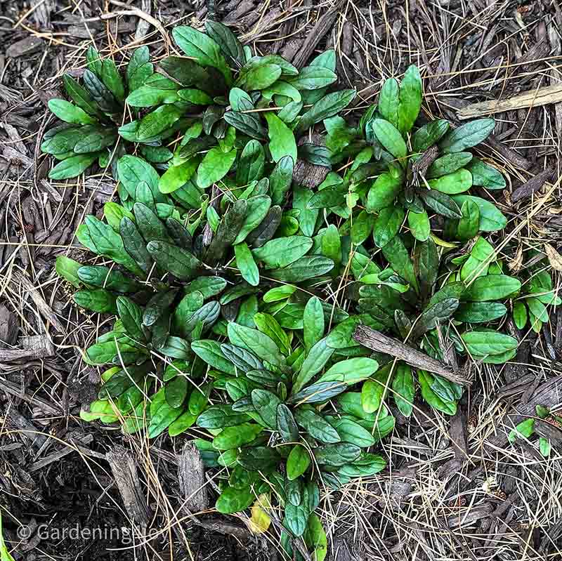 Six Wonderful Groundcovers To Think About - Gardening4Joy